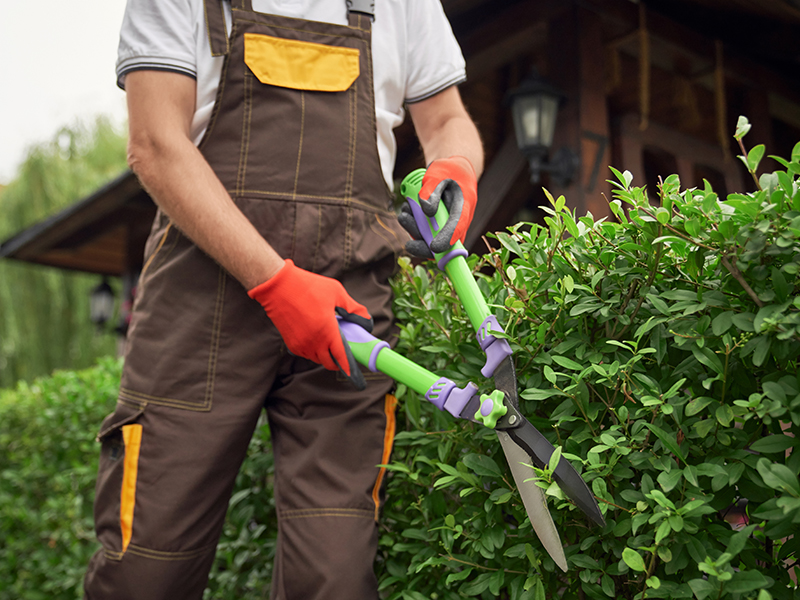 Thumbnail of a landscaping project